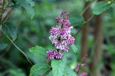 syringa minuet romi 26 avril 2014 023.jpg