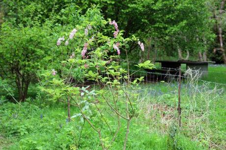 syringa koramowii romi 26 avril 2014 001.jpg