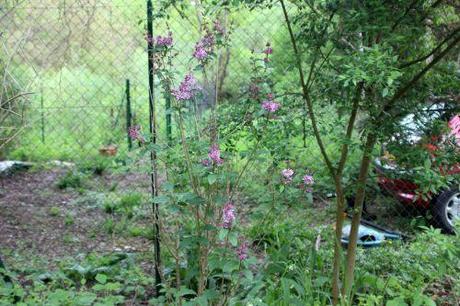 syringa minuet romi 26 avril 2014 022.jpg