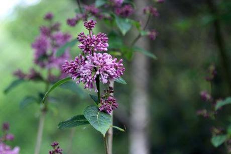 syringa minuet romi 26 avril 2014 025.jpg