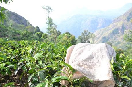 Le Sri Lanka en 10 photos