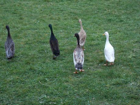 Mes canards coureurs indiens en vedette