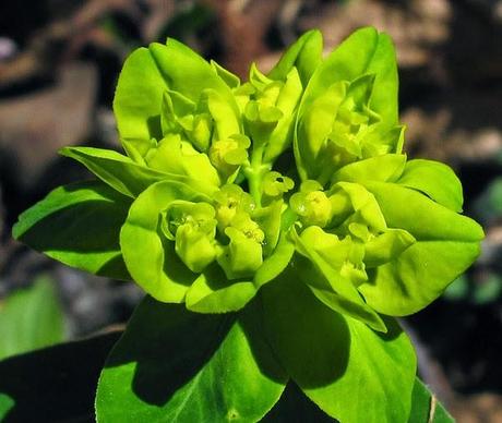 Euphorbia flavicoma subsp. verrucosa (Euphorbe verruqueuse)