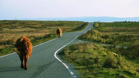 De paisibles vaches, sur la route