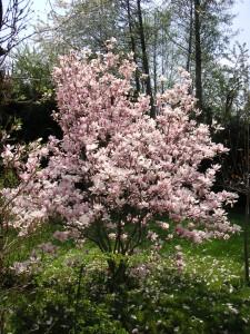 Magnolia_Spring
