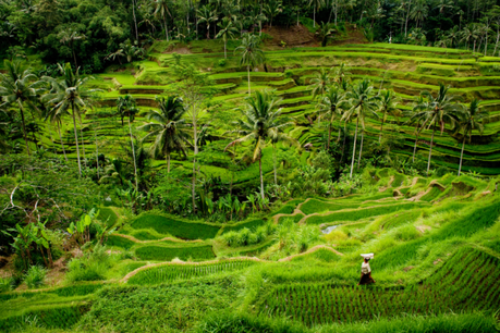 Tegallalang Rice Terrace by Edmund Lowe