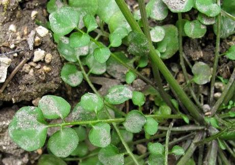 Cardamine hirsuta (Cardamine hirsute)