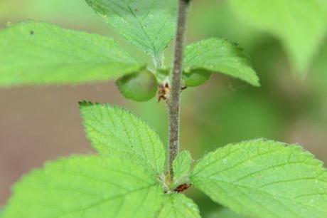 prunus tom romi 26 avril 2014 006.JPG
