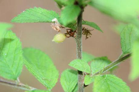 prunus tom romi 26 avril 2014 005.JPG