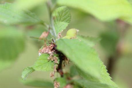 prunus tom romi 26 avril 2014 008.JPG