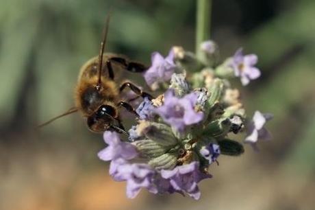 Une abeille butine des fleurs de lavande