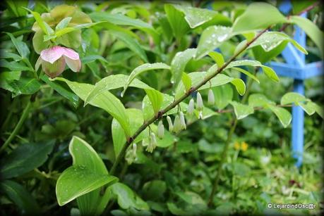 Tour de jardin...