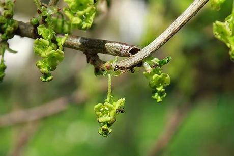 Les couleurs du jardin