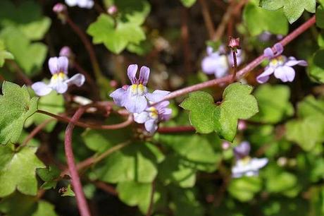 Les couleurs du jardin