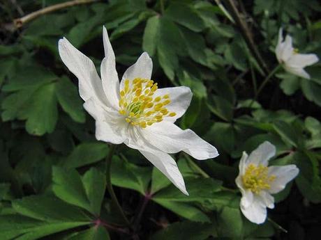 Les couleurs du jardin