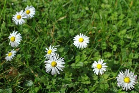 Les couleurs du jardin