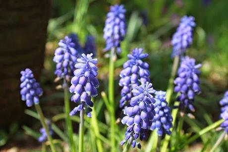 Les couleurs du jardin