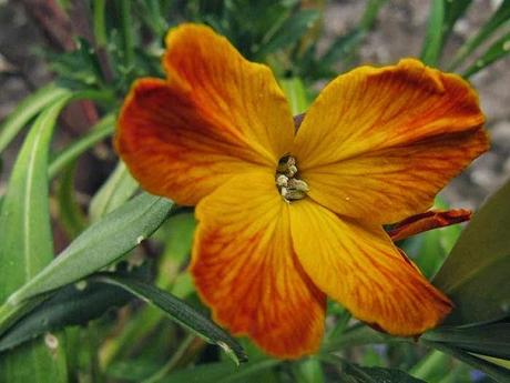 Les couleurs du jardin