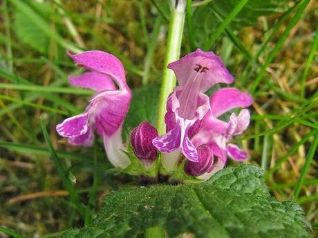Les couleurs du jardin