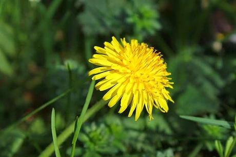 Les couleurs du jardin