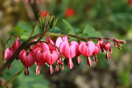Les couleurs du jardin