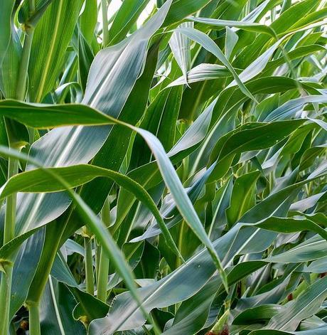 Profit à tout prix : raréfaction des ressources