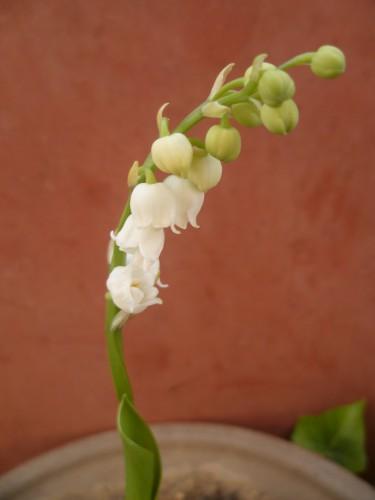 muguet,fête,1er mai,saison,fête du travail,blog,souhaits
