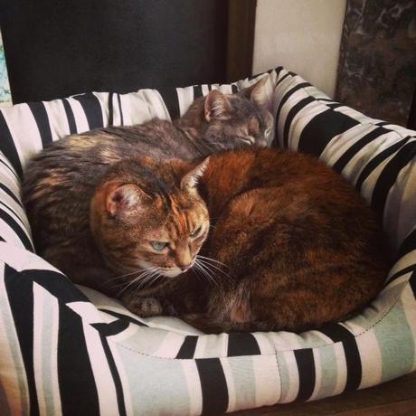 Les jours fériés et viaducs du mois de mai sont une vraie... Buffy Dharma