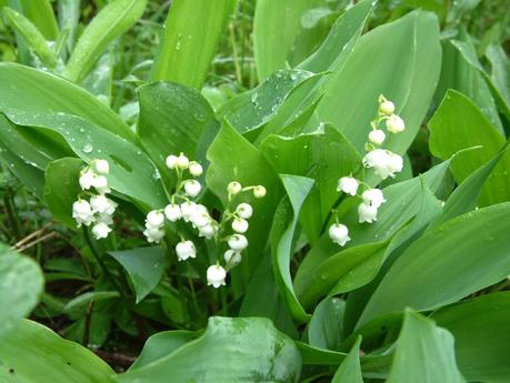 Heureux 1er Mai à tous :)