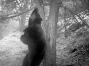 PIROSLIFE projet LIFE+ pour l'ours Pyrénées