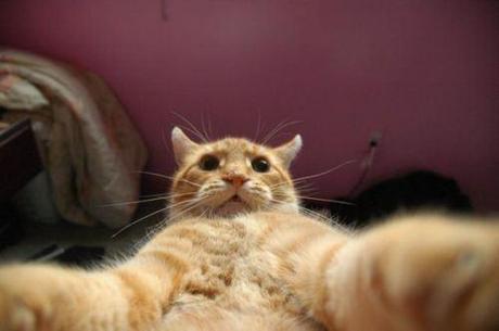 selfies-d-animaux-photo-bombing-mogwaii (38)