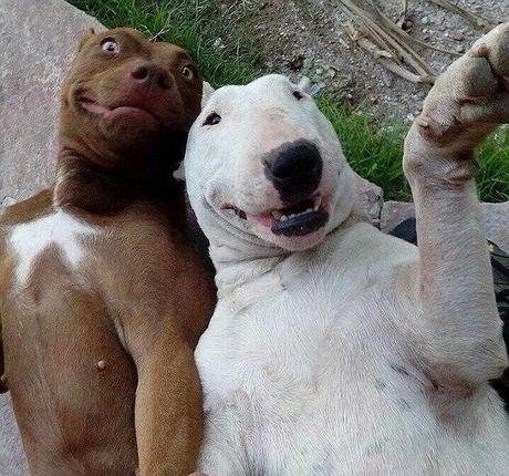 selfies-d-animaux-photo-bombing-mogwaii (19)