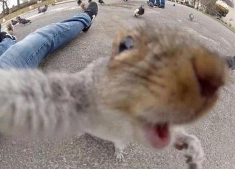 selfies-d-animaux-photo-bombing-mogwaii (25)