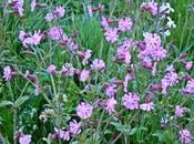 #100happydays #100happyendogirlsdays