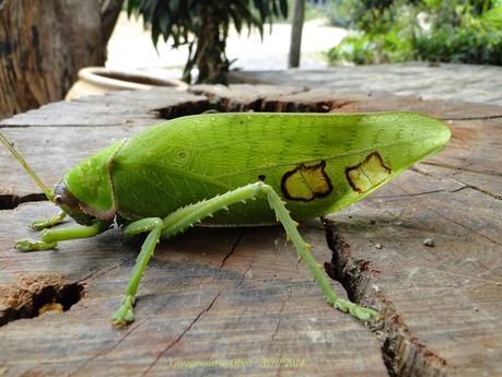 Thaïlande Mars attaque (photos)