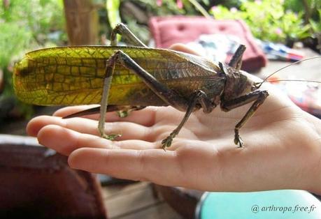 Thaïlande Mars attaque (photos)