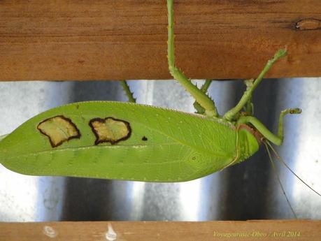 Thaïlande Mars attaque (photos)