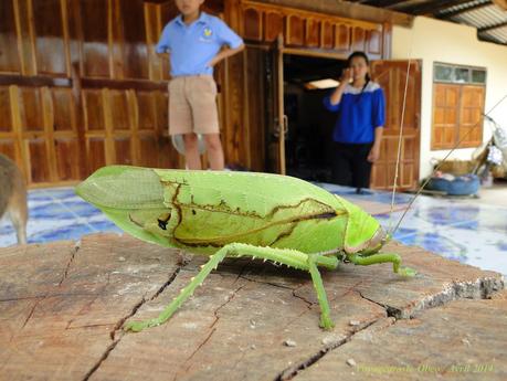 Thaïlande Mars attaque (photos)