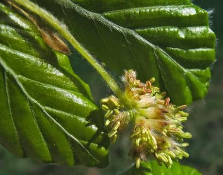 Les fleurs du Hêtre