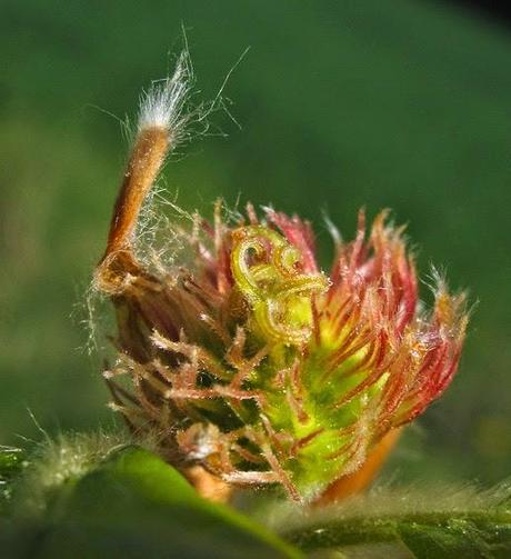 Les fleurs du Hêtre