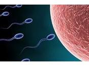 Pourquoi qualité nombre spermatozoïdes ont-ils baissé chez l’homme depuis
