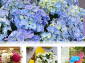 site dédié Hydrangéas Hortensias