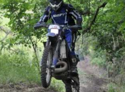 Chalonnaise verte (49) juin 2014