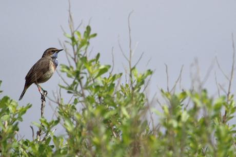 gorgebleue à miroir 