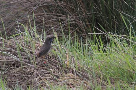 gorgebleue à miroir 