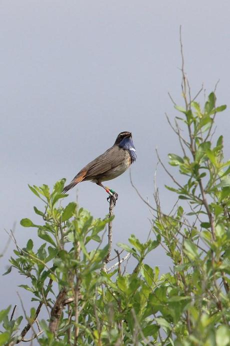 gorgebleue à miroir 