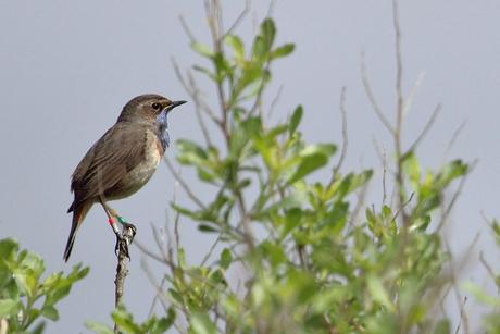 gorgebleue à miroir 