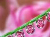 Photographies Macro Photography Milki Asai
