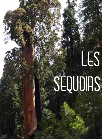 Les sequoias