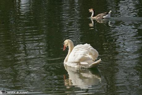 Cygne-oie